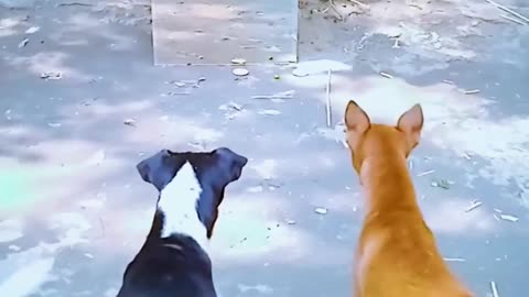 Dogi ki gali galauj chalu ho gaya | #dog #dogshort #dogrumble #doganimals #dogfunny