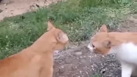 Funniest_Cats_And_Dogs_videos_🐶🐱_#funny_#animals_#cuteanimals