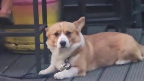 Dog sense if you're a dog lover