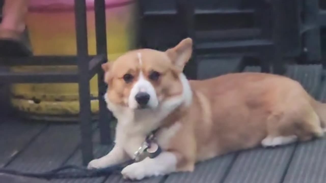 Dog sense if you're a dog lover