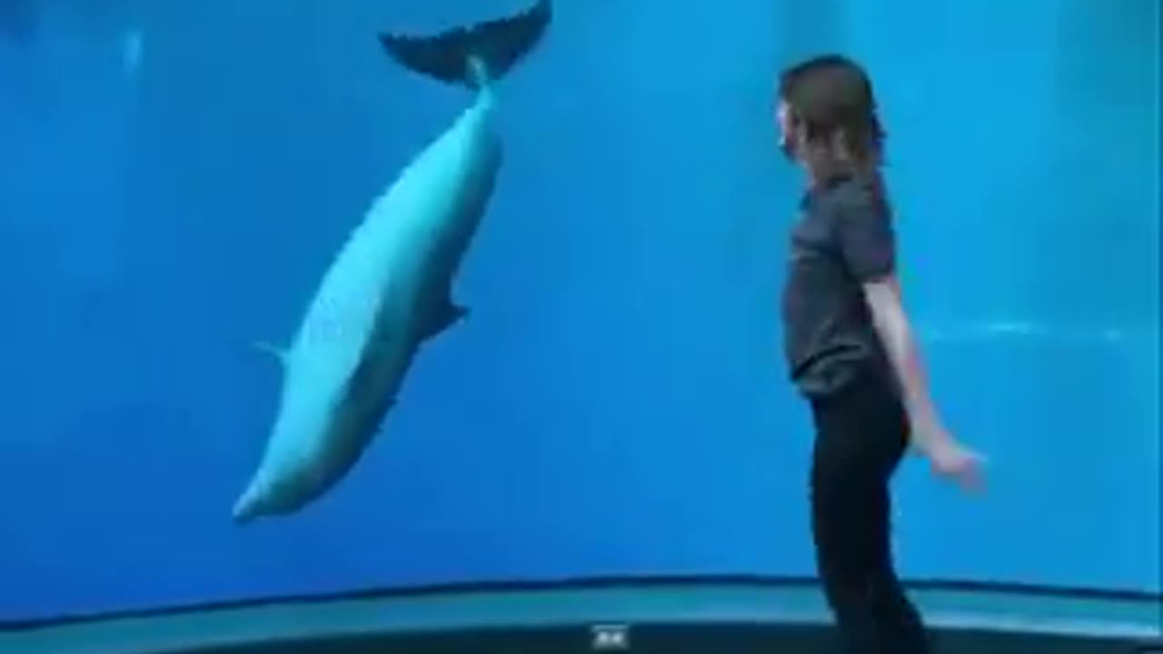 Dolphin copies cartwheels | funny video | crazy clips