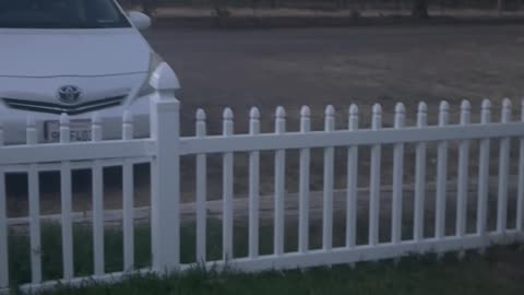 Ducks Don't Approve Of Mallard Friend's Flying