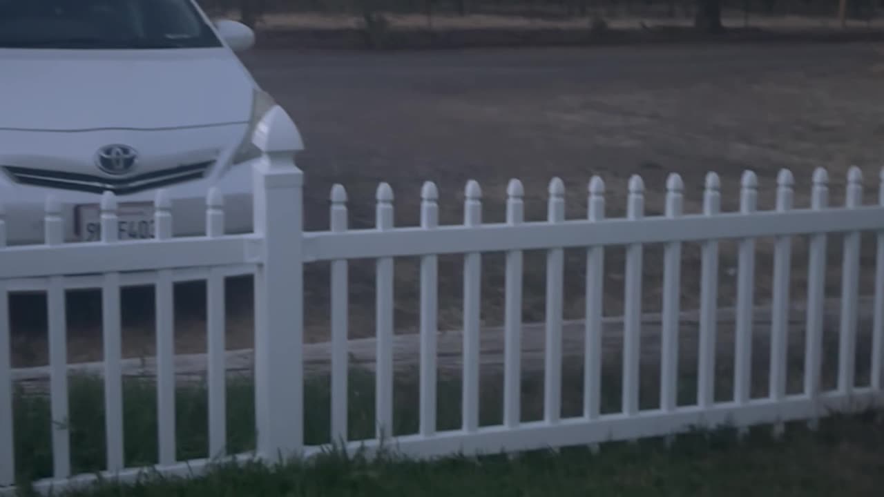 Ducks Don't Approve Of Mallard Friend's Flying