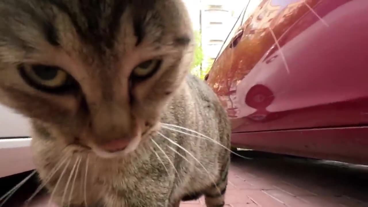 Funny Video of Fighting Cats.