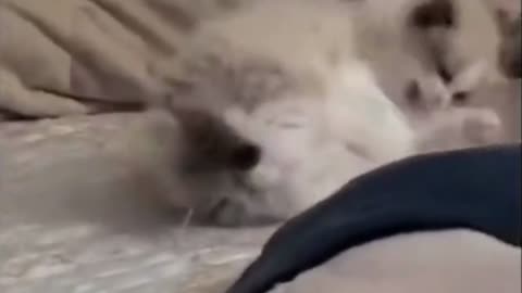 adorables gatitos_autor_pets-lover