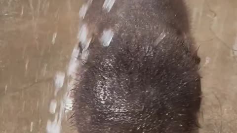 “Kiwi Elephant Playing in the Water – Cutest Splash Party Ever! 🐘💦😍”