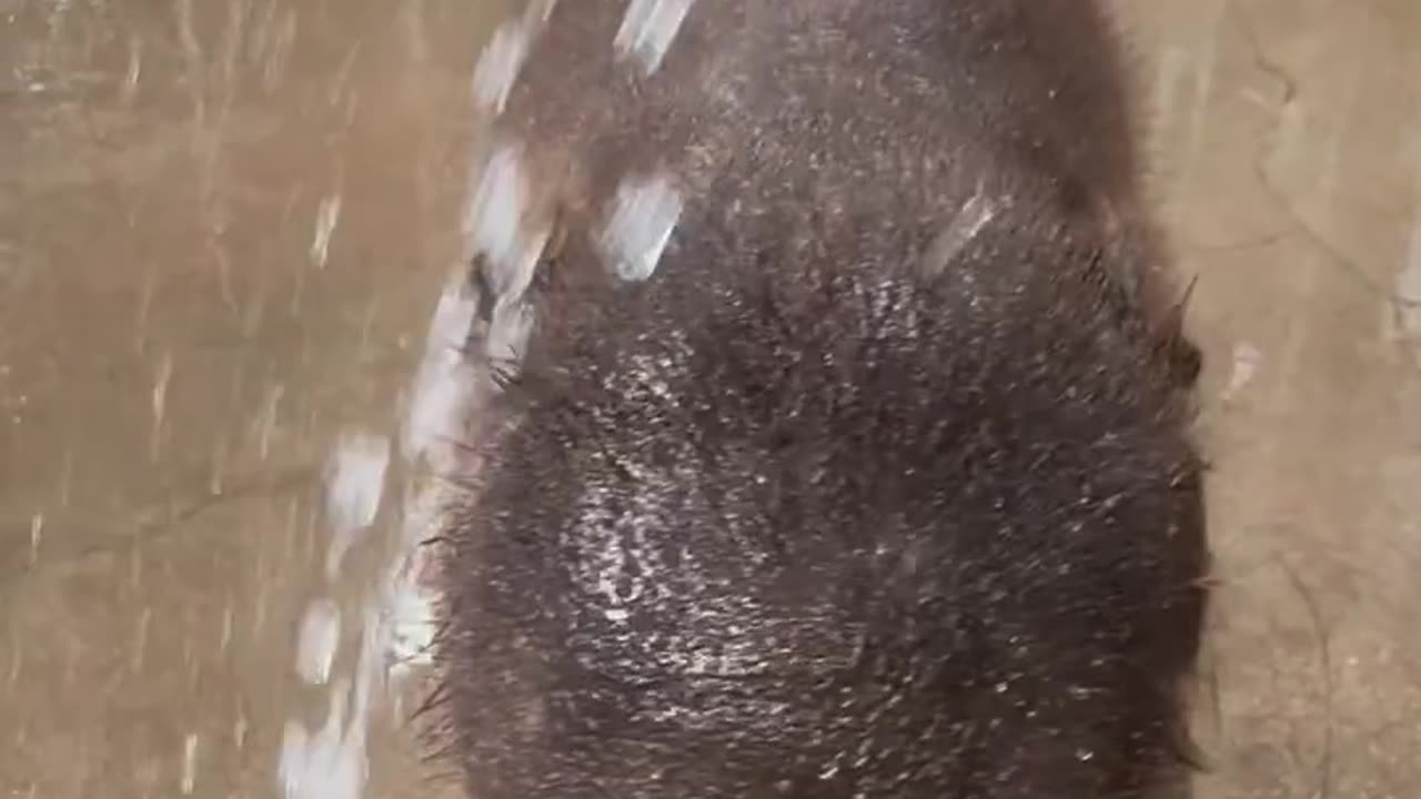 “Kiwi Elephant Playing in the Water – Cutest Splash Party Ever! 🐘💦😍”