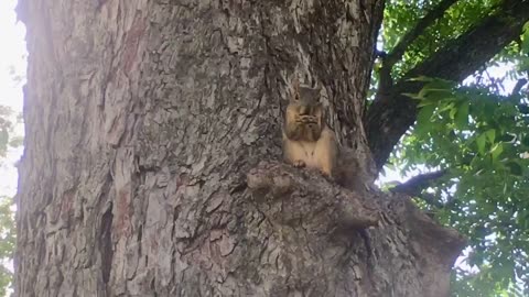 Squirrel is eating nuts in the tree