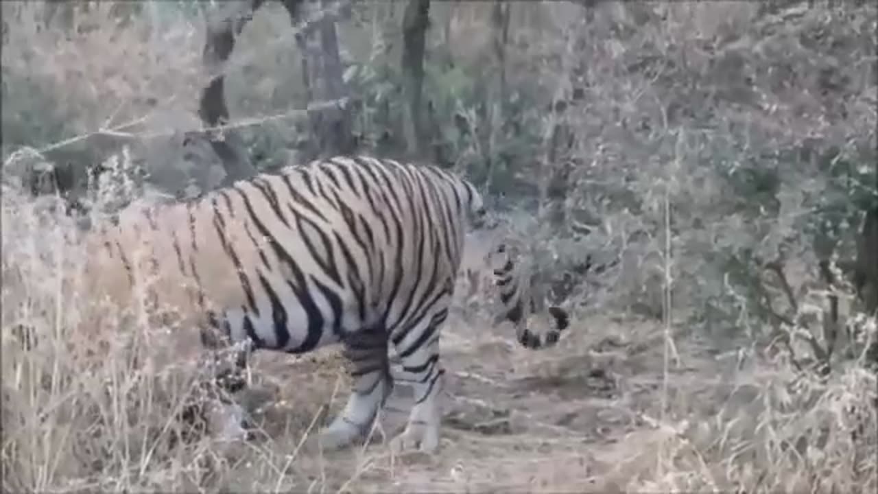 Tiger Vs Cow