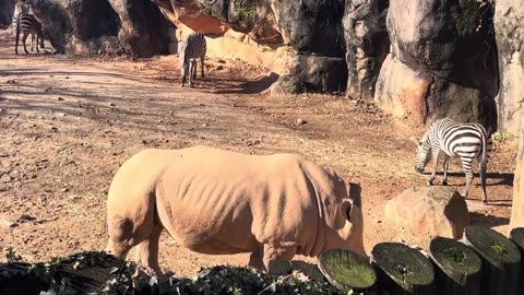 Rhino, Ostriches & Zebra Living Together