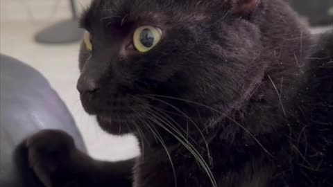 Cute Precious Piper Does Push Ups While Being a Lap Cat - Adopting a Cat from a Shelter Vlog #shorts