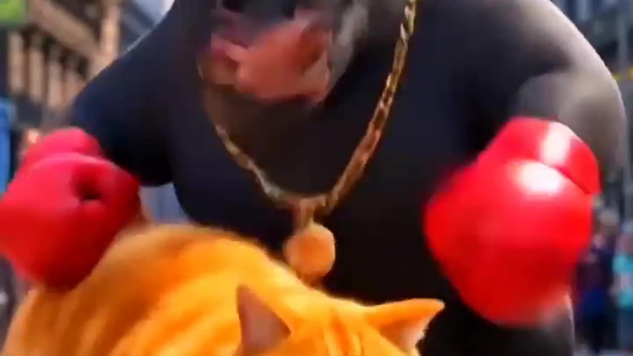 Running cat