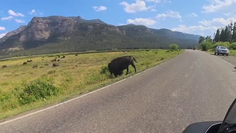 Big Fluffy Road Block