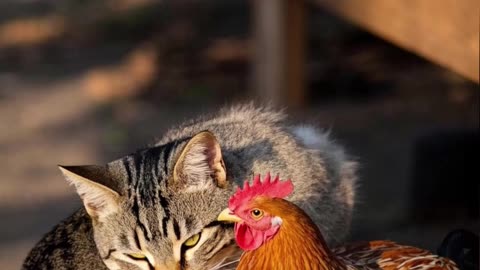One Cat, Two Kittens, and a Wild Zoo Adventure