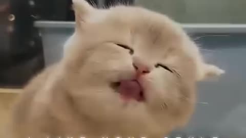 Funny cat.....