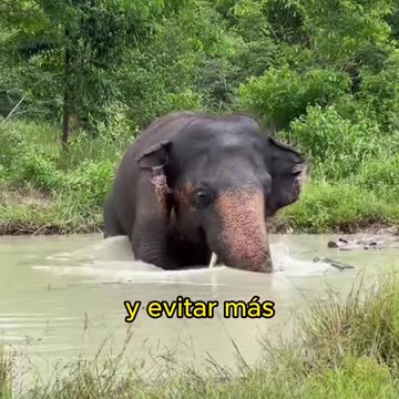 #animals #foryou #funny