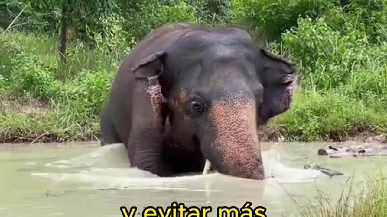 #animals #foryou #funny