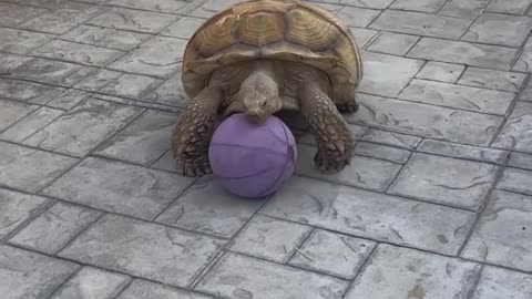 Tortoise Speed Racer