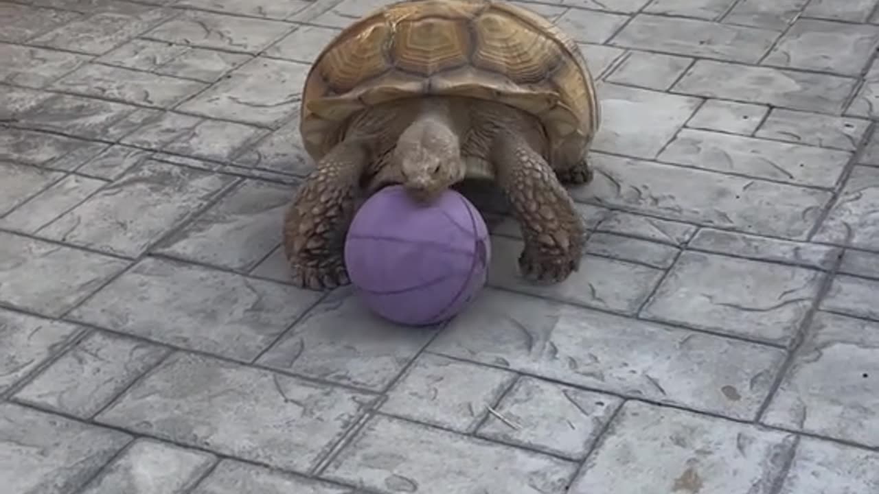 Tortoise Speed Racer