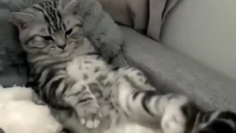 unny cat videos _ cute cats _ Try not to laugh _ Cat videos Compilation