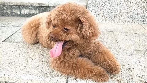 Pawfect LOLs | Best of the Week #4