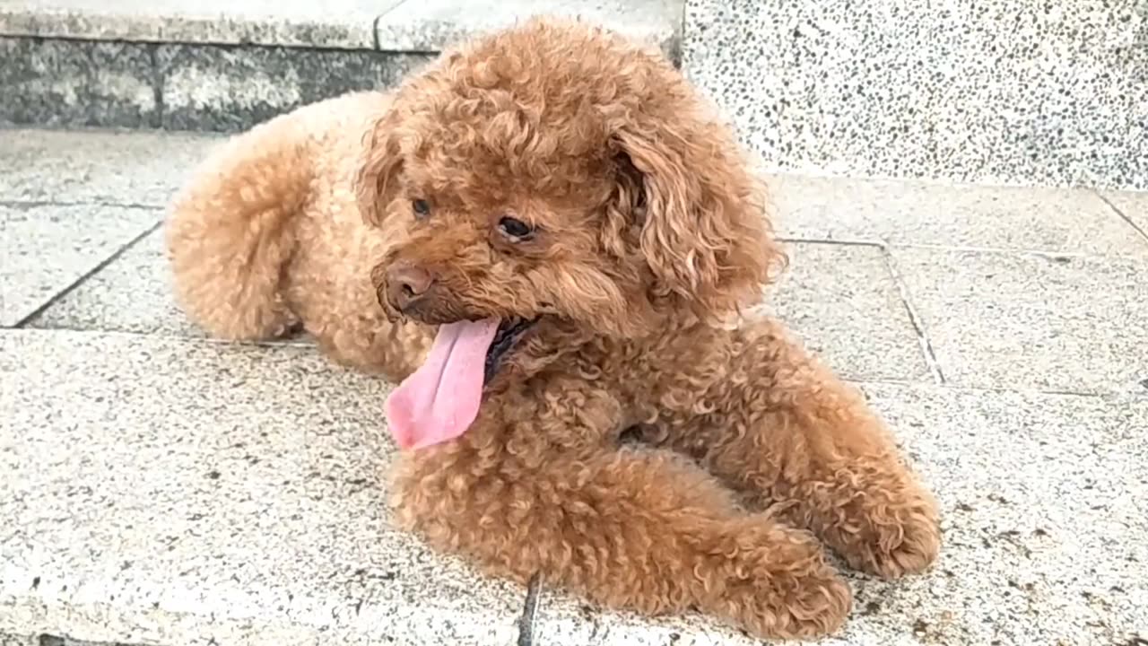 Pawfect LOLs | Best of the Week #4