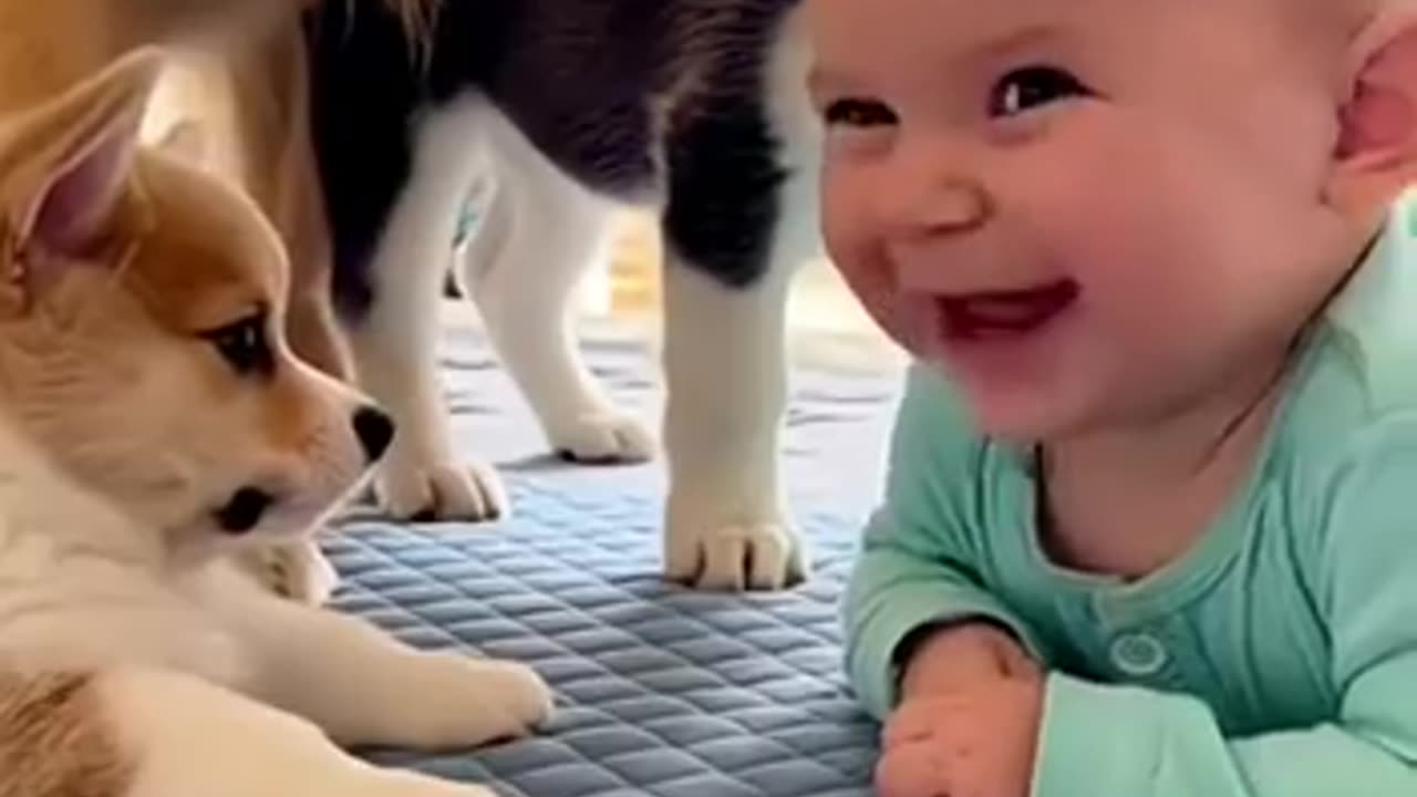 Do you want to understand the language of animals?