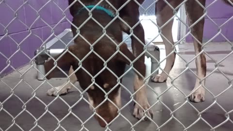Jax 1y Pet Id 946904 kennel 26 HSSAZ shelter he can be busy guy but don't think he barks20250718598