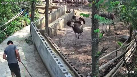 When Animals Went on a Rampage and Got Caught on Camera