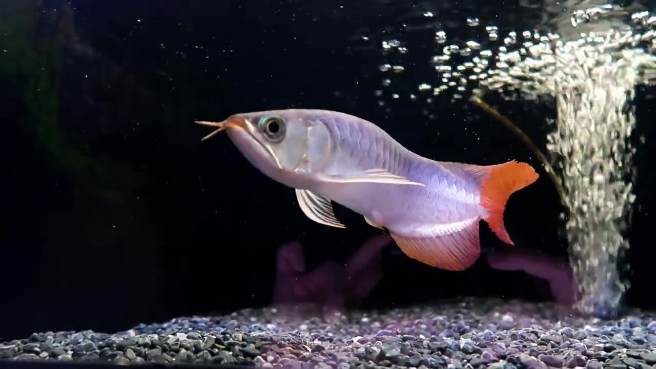 【龍爵士】特級 印尼紅 26公分 (2)