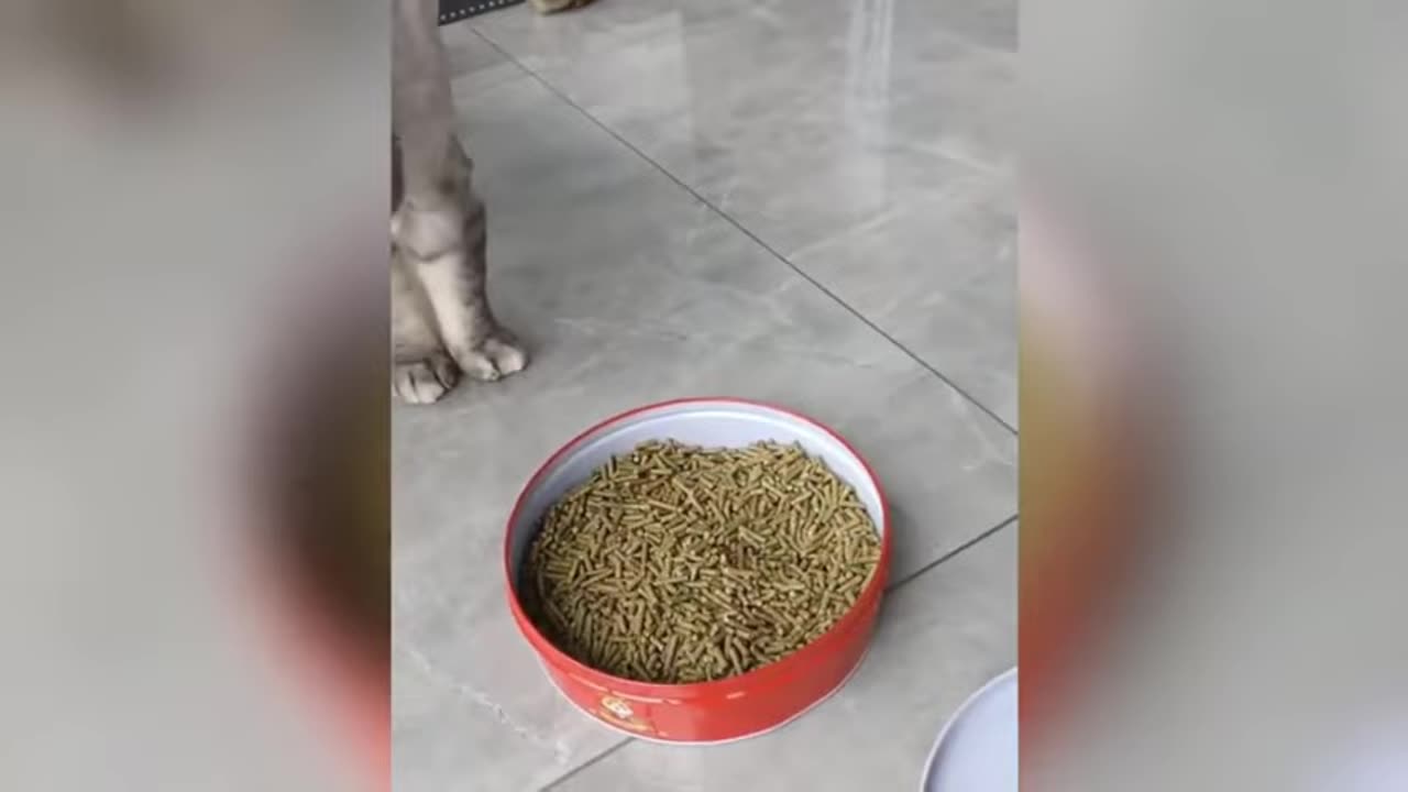 𝐍𝐞𝐰-𝐅𝐮𝐧𝐧𝐲-𝐀𝐧𝐢𝐦𝐚𝐥𝐬-𝟐𝟎𝟐5𝐅𝐮𝐧𝐧𝐢𝐞𝐬𝐭-𝐂𝐚𝐭𝐬-𝐚𝐧𝐝-𝐃𝐨𝐠𝐬-𝐕𝐢𝐝𝐞𝐨𝐬