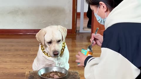 当主人遇上危险，看狗狗的反应？When the owner is in danger, watch the dog's reaction?