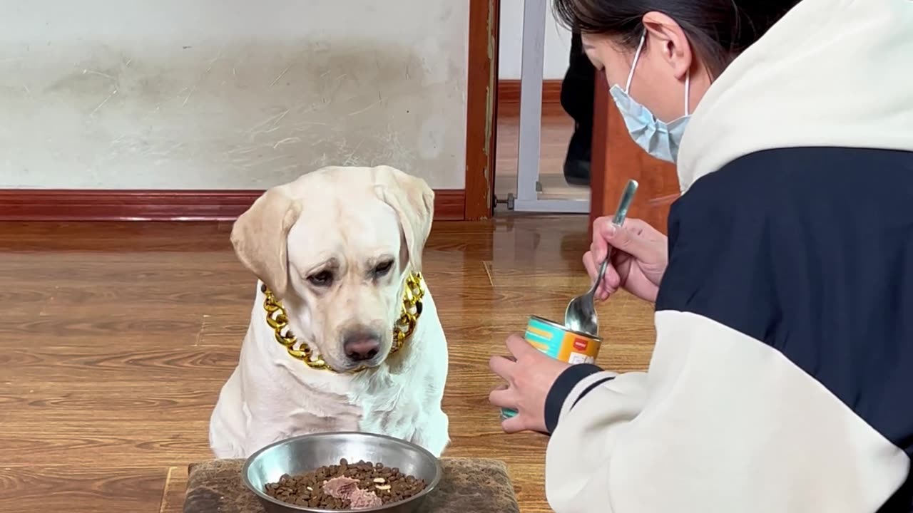 当主人遇上危险,看狗狗的反应?When the owner is in danger, watch the dog's reaction?