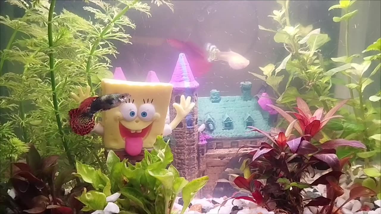 Newborn guppy fish