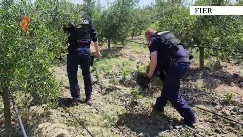 Trafik armësh nga Kosova, 4 të arrestuar! Kreu i grupit organizonte dhe kultivimin e kanabisit