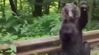 In Romania, a guy slowed down his car to let a bear pass and the bear greeted him in gratitude. 💖