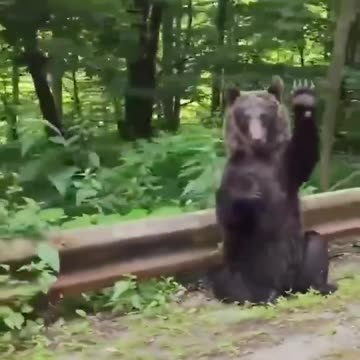In Romania, a guy slowed down his car to let a bear pass and the bear greeted him in gratitude. 💖