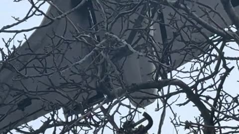 Undetonated Russian Drone Stuck In Tree Above Someone's House