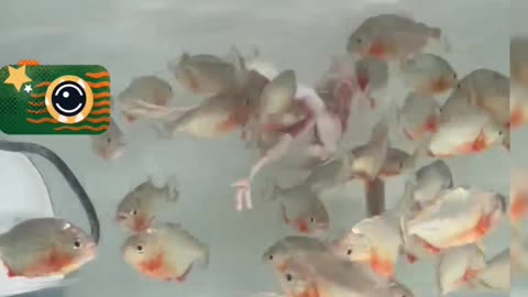 How aggressive do you think they are? 🐟