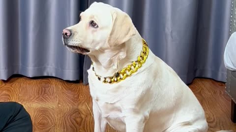这狗狗简直是不好忽悠…This dog is simply not easy to fool…