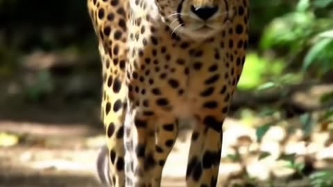 Today I shot a beautiful video of a leopard in the forest