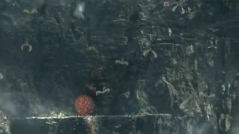 eagle attack