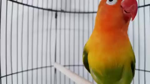 Lovebird