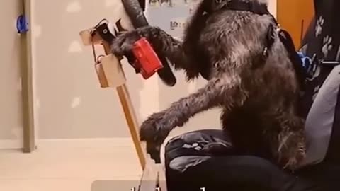 Porter, the world’s first driving dog learned how to drive in just 47 days.