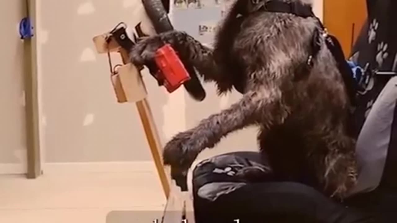 Porter, the world’s first driving dog learned how to drive in just 47 days.