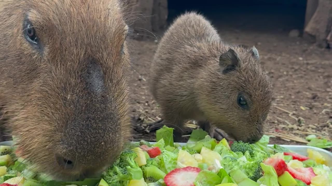 Baby Capy Enjoying Breakfast