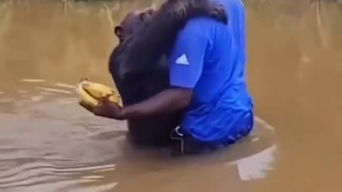 Chimp's heartfelt reaction on seeing the caretaker who rescued him years ago