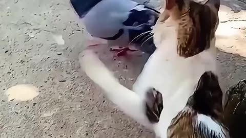 Cat and animal friends🐈🤣 #funny #funnyanimal #cat #catvideos #cats #catshorts