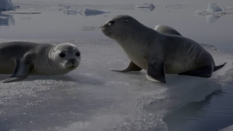 Graceful Ice Ballet: Seals Twirl and Dance on Frozen Floes