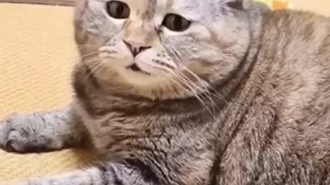 Amazing: Famous Cats meme(Then vs Now) #meme #memes #nostalgia #catmemes